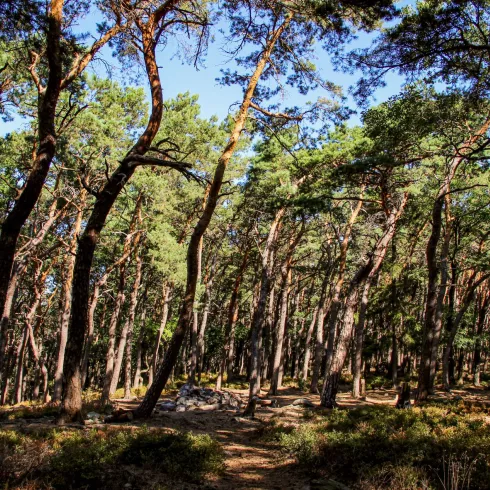 Trekking Platz im Pfälzerwald