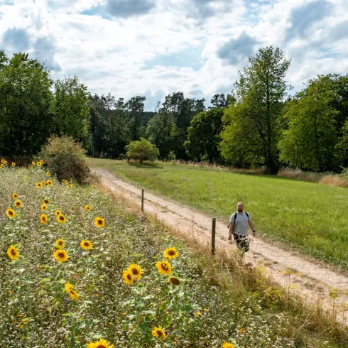 Sonnenblumenfeld entlang des Leininger Klosterwegs