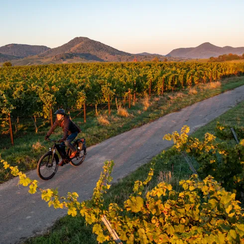 Mit dem Fahrrad durch das Rebenmeer im goldenen Glanz