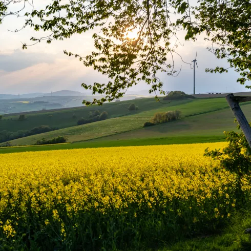 Rapsblüte in der "Alten Welt"