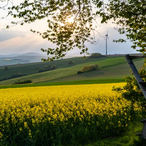 Rapsblüte in der "Alten Welt"