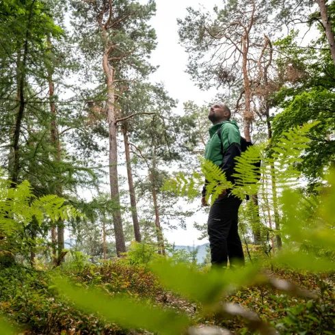Wanderer macht Pause zur inneren Einkehr im Pfälzerwald