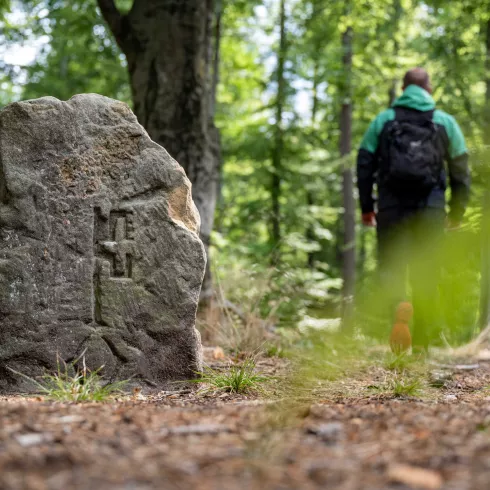 Natürliche Stille im Pfälzerwald