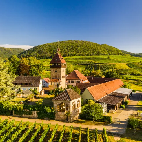 PIWIs sind auch in der Pfalz auf dem Vormarsch