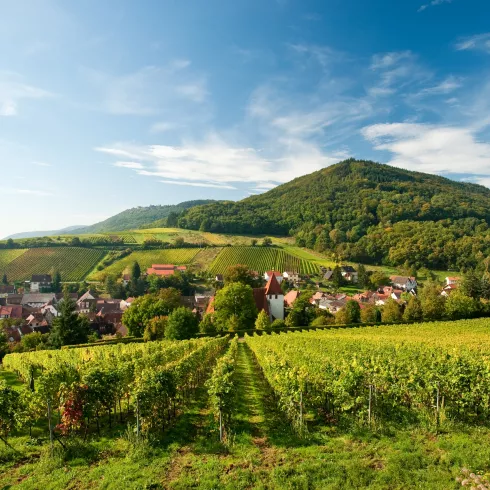 Pfälzer Weinsteig bei Leinsweiler