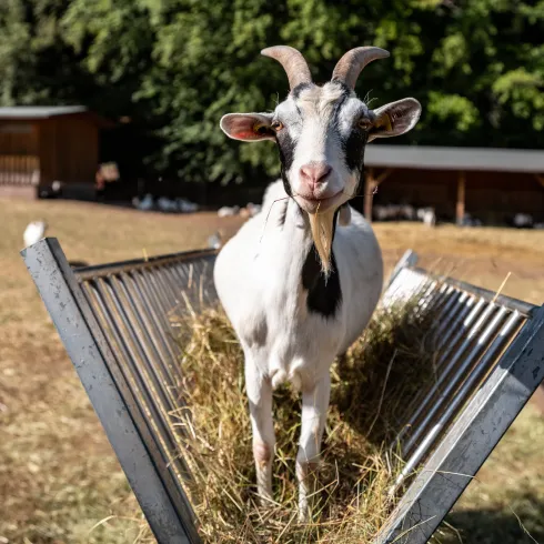 Streichelzoo im Wild- und Wanderpark in Silz