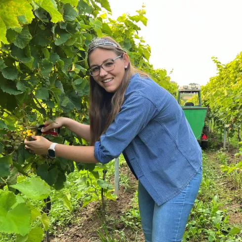 Die Pfälzische Weinprinzessin Hanna Spies bei der Federweißen-Lese