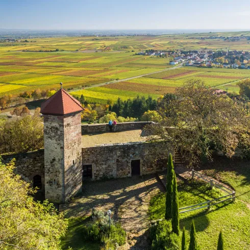 Wanderer auf der Burgruine Battenberg mit Blick über das Rebenmeer