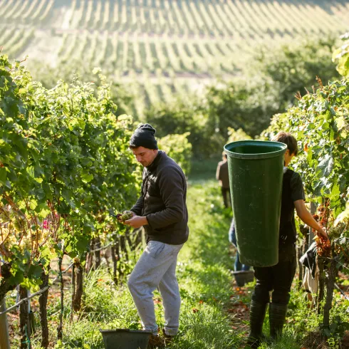 Weinlese in der Pfalz