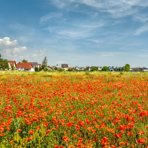 Die blühenden Mohnblumenwiese bei Niederkirchen