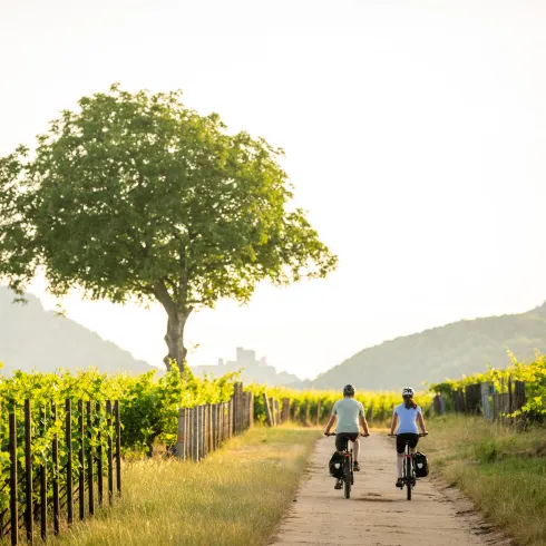 Radtouren in der Pfalz