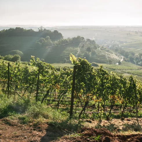 Weinland Pfalz
