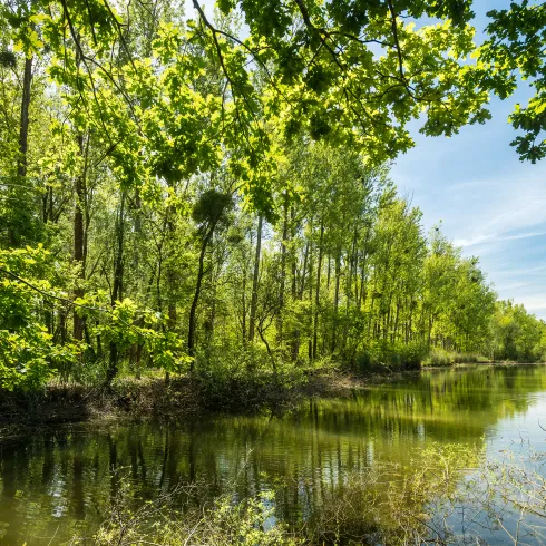 Altrhein am Treidlerweg bei Hördt mit schwimmendem Schwan