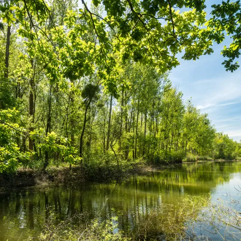 Altrhein am Treidlerweg bei Hördt mit schwimmendem Schwan