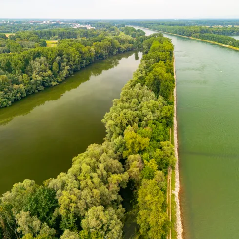 Altrhein und Rhein direkt nebeneinander von oben