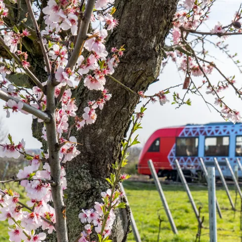 Mit der Bahn die Pfälzer Mandelblüte erkunden