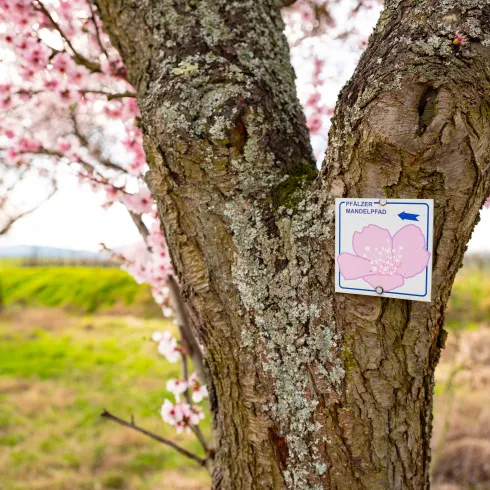 Blühender Pfälzer Mandelpfad in Siebeldingen.