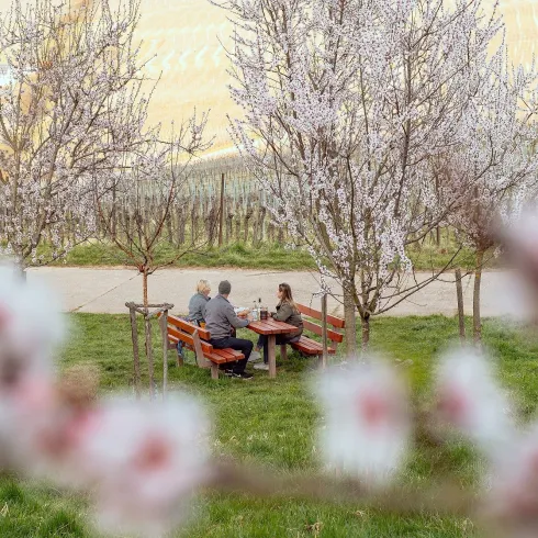 Ein gemütliches Picknick umgeben von Mandelbäumen in voller Blüte.