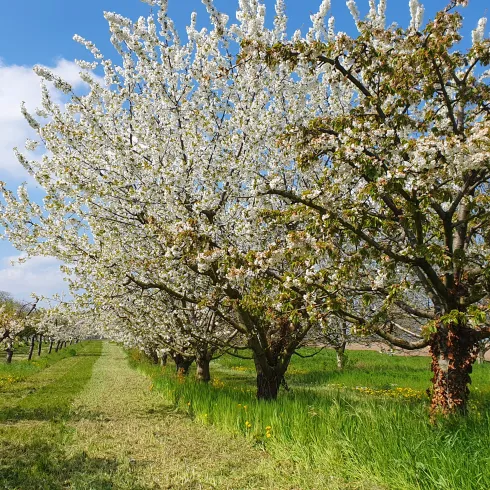 blühende Obstbäume 