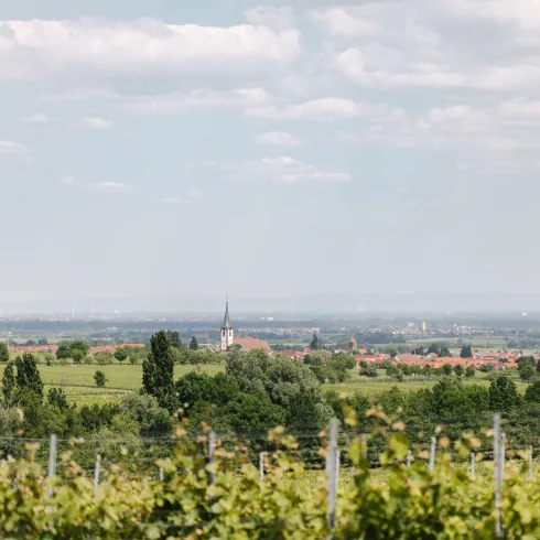 Südpfalz Blick Rheinebene