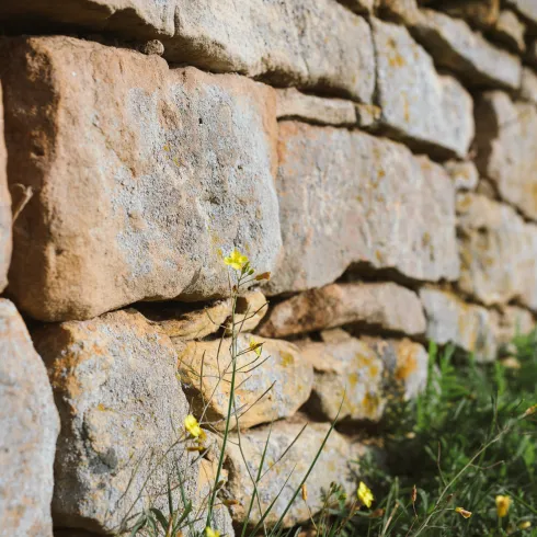 Sandsteinmauer Diversität im Weinberg