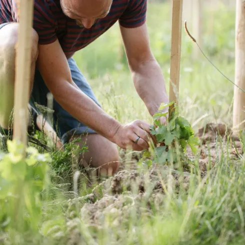 Weinbergsarbeit Pfalz