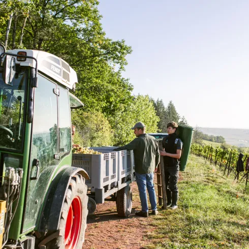 Weinlese Pfalz