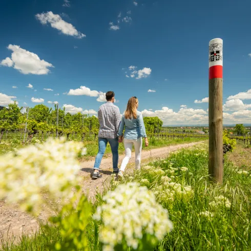 Paar beim Wandern in den Weinbergen 