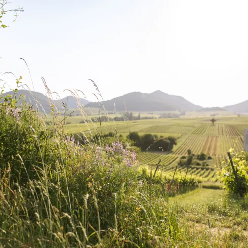 Südpfalz Blick Weinberge