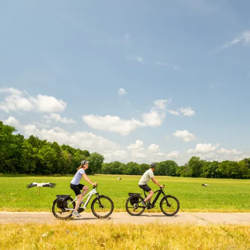 zwei Radfahrer auf dem Feld mit Storchen 