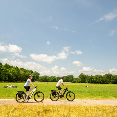 zwei Radfahrer auf dem Feld mit Storchen 