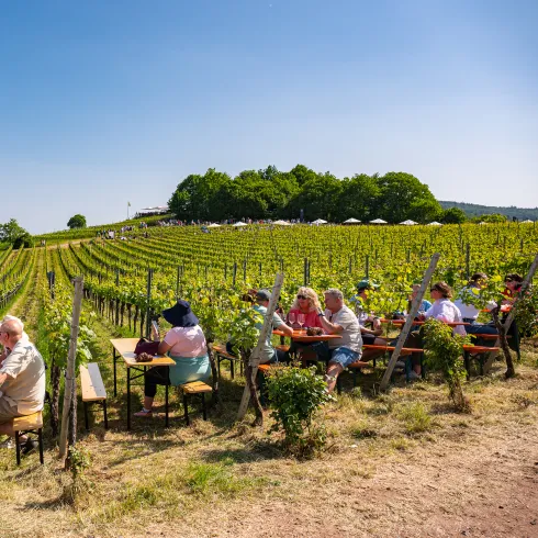 Menschen sitzen auf Bänken zwischen den Weinreben bei einem Weinfest.