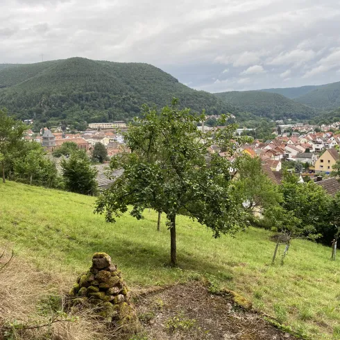 Streuobstbäume in Lambrecht. Im Hintergrund die Stadt und der Pfälzerwald.