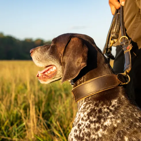 Eine Person und ein angeleinter Hund beim Spazieren durch die Auwiesen bei Kandel.