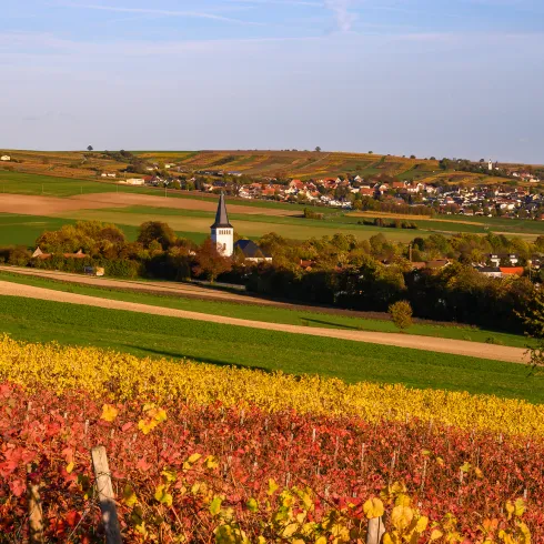 Die Weinberge in Albisheim in herbstlichen Farben.