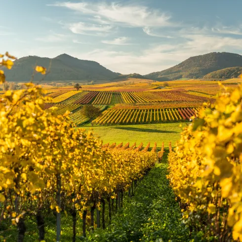 Weinberge an der Deutschen Weinstraße in herbstlich bunten Farben..