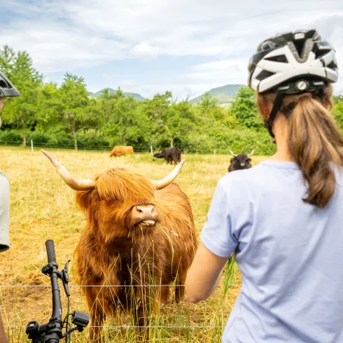 Zwei Radfahrer beobachten Hochlandrinder auf der Weide.