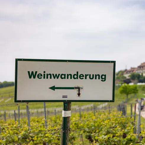 Ein Wegweiser in den Weinbergen auf dem "Weinwanderung" geschrieben steht.