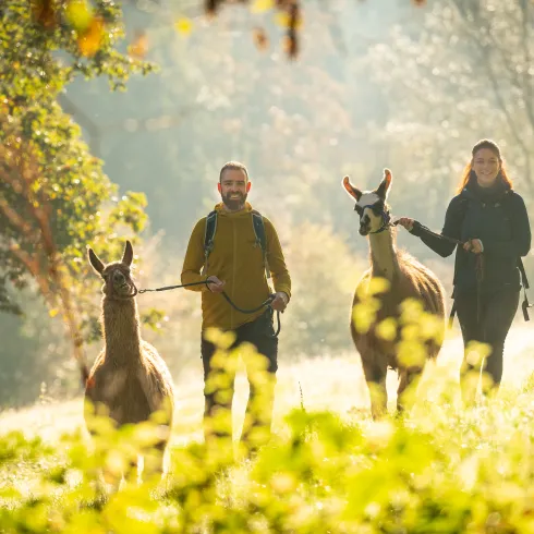Zwei Personen mit Lamas im herbstlichen Pfälzer Wald.