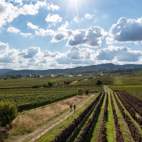 Zwei Personen wandern an einem sonnigen Tag zwischen Weinreben in den Weinbergen.