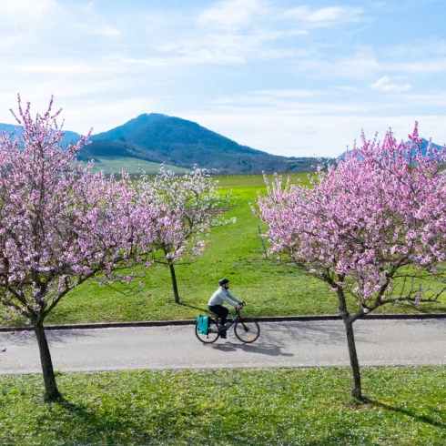 Eine Person radelt entlang einer Allee voller blühender Mandelbäume. Im Hintergrund liegt der Pfälzerwald.
