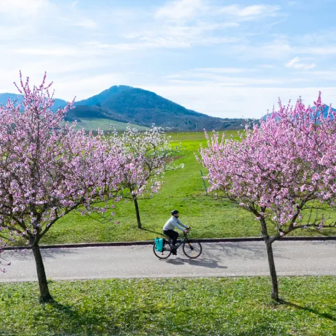 Eine Person radelt entlang einer Allee voller blühender Mandelbäume. Im Hintergrund liegt der Pfälzerwald.