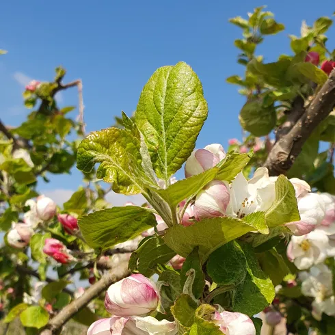 Nahaufnahme einiger Apfelblüten an einem Apfelbaum.