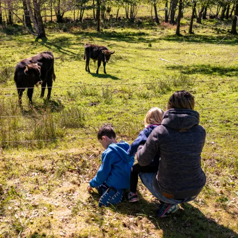  Am Zaun stehen eine Frau und zwei Kinder und betrachten die dort weidenden Auerochsen.