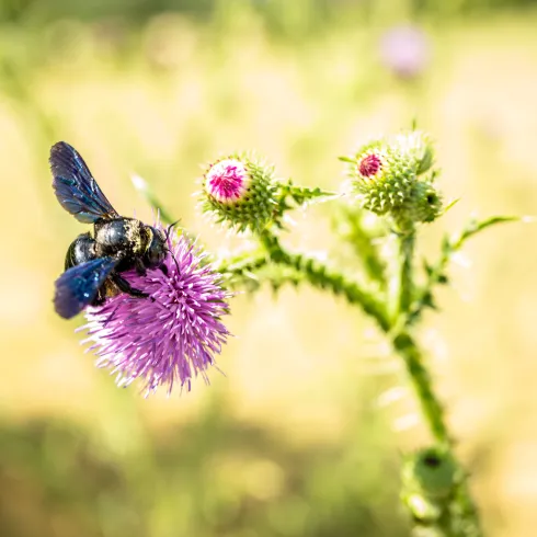  Eine Holzbiene sitzt auf einer Distel.