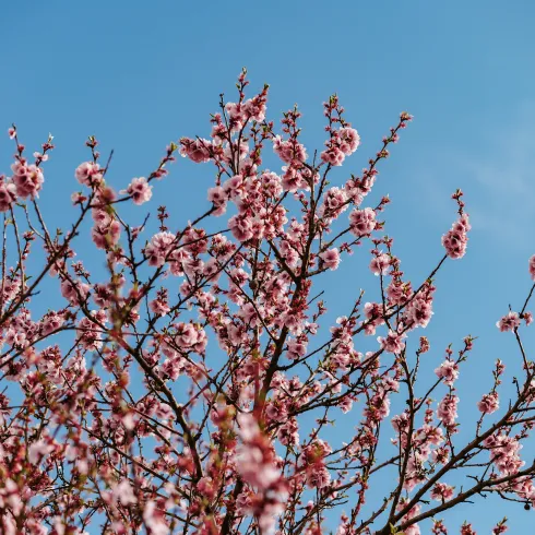 Mandelblüten vor blauem Himmel.