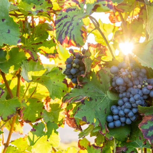 Weintrauben in den Weinbergen. 