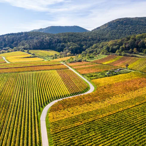 Die Weinberge in herbstlichem bunt.