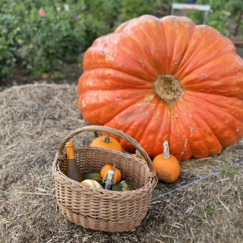 Auf einem Strohballen liegt ein großer Kürbis. Vor dem Kürbis steht ein Korb, der mit Dekokürbissen gefüllt ist.