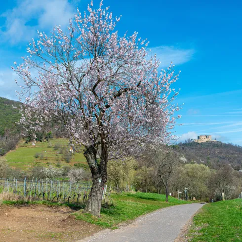  Mandelblütenbaum in der Blüte bei Maikammer mit dem Hambacher Schloss im Hintergrund.